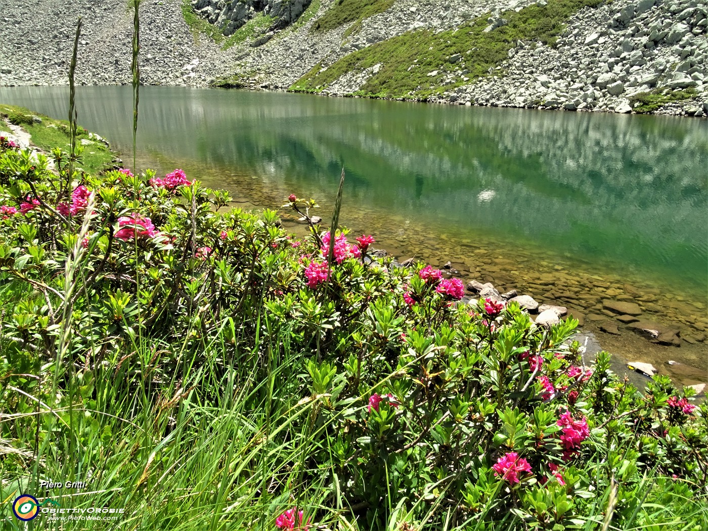 39 Rododendri rossi (Rhododendron ferrugineum) al Lago di Sopra.JPG